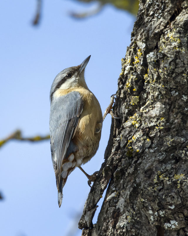Picchio muratore, Sitta europaea
